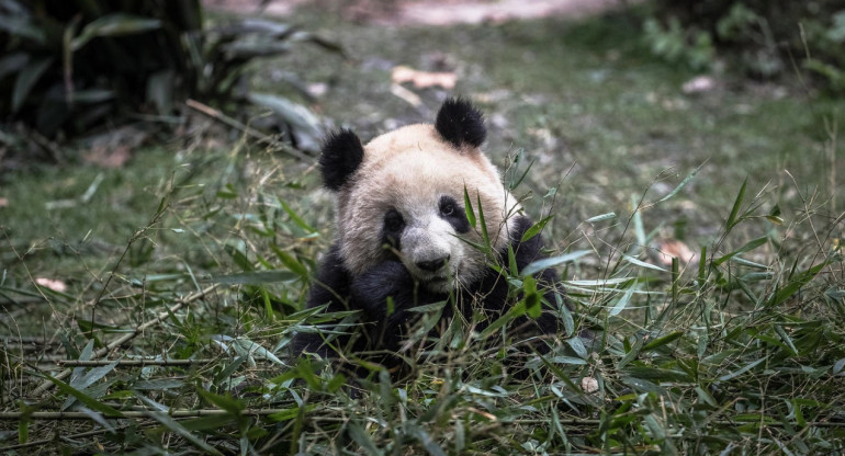 Oso panda. Foto: EFE.