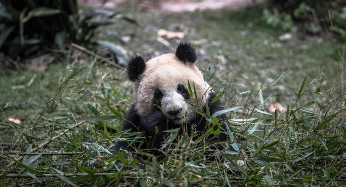 Oso panda. Foto: EFE.