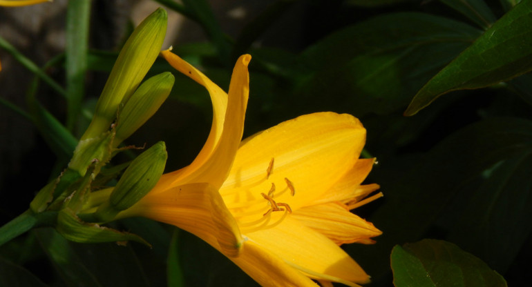 Corrientes prohíbe el lirio amarillo, una flor exótica que pone en riesgo los humedales. Foto: Unsplash