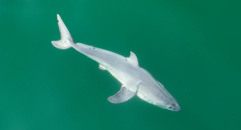 Avistan por primera vez una cría de tiburón blanco. Foto: X