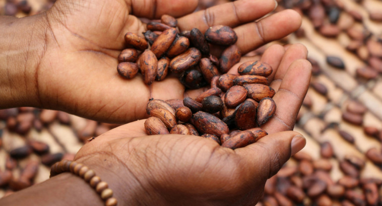 Granos de cacao. Foto: Unsplash