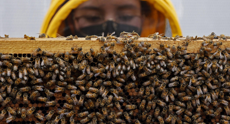 Investigación con abejas en Colombia. Foto: EFE.