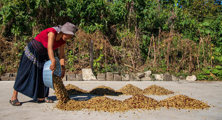 Cafetaleros del sur de México pierden hasta el 30 % de sus cosechas por crisis climática. Foto: EFE
