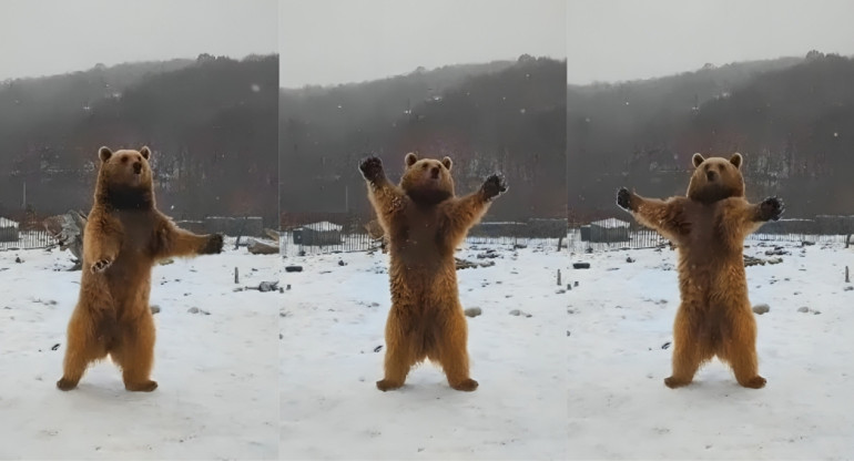 Las imágenes del oso fueron tomadas el sábado 27 de enero. Foto: Captura de pantalla.