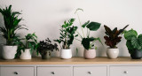 Plantas, naturaleza, decoración. Foto: Unsplash