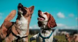 Dogs, pets.  Image: Unsplash.