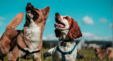 Perros, mascota. Foto: Unsplash.