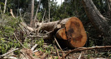 Amazonia en Perú. Foto: EFE.