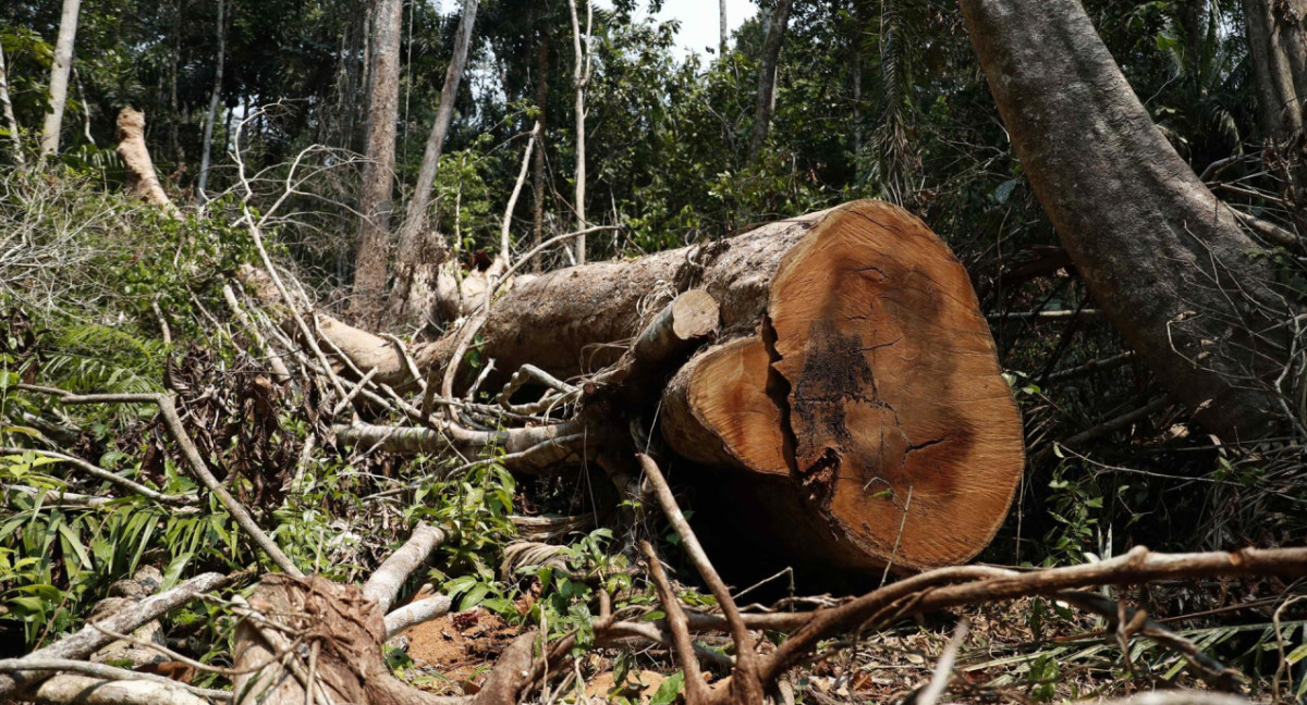 Conservazione dello spazio: il Perù avanza con misure per fermare il disboscamento illegale in Amazzonia |  26 pianeti