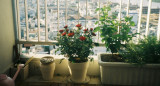 Plantas. Foto: Unsplash