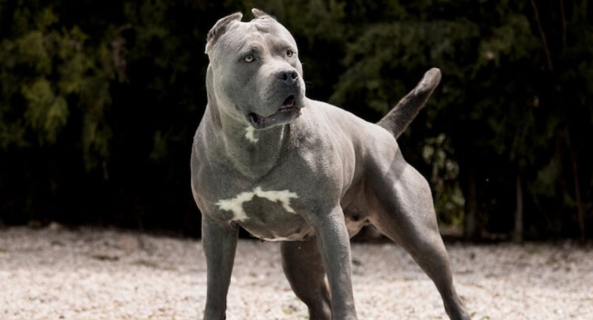 Pitbull Y Bulldog Americano Son Lo Mismo american-bully-xl