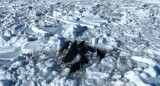 Un grupo de orcas queda atrapado en el hielo frente a la costa del norte de Japón. Foto: EFE.