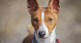 Raza Basenji. Foto: X