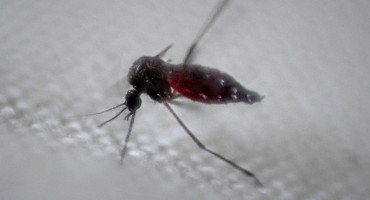 Dengue en Latinoamérica. Foto: Reuters