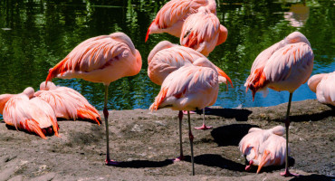Aves migratorias. Foto: Alamy