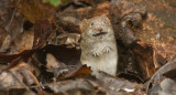 Ratón; ratones. Foto: Unsplash.