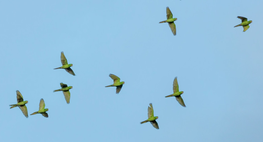 Aves, pájaros, vuelo, ciencia. Foto: Unsplash