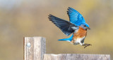 Aves, pájaros, vuelo, ciencia. Foto: Unsplash