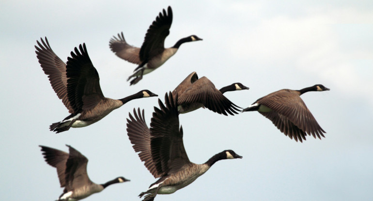 Aves, pájaros, vuelo, ciencia. Foto: Unsplash