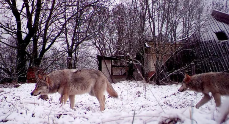 Lobos que viven en Chernobyl. Foto: Reuters