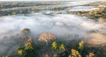 La mitad de la Amazonía puede desaparecer en 2050 y alterar el clima de toda la Tierra. Foto EFE.