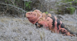 Iguana rosada de Galápagos. Foto: Instagram @charlesdarwinfoundation