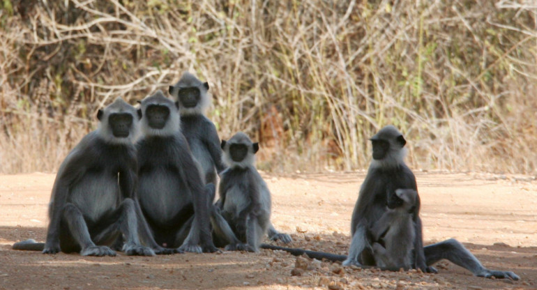 Monos a raya. Foto: EFE
