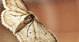 Polilla. Foto: Unsplash.