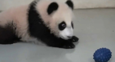 La cachorra panda. Foto: captura video Viory/ canal Telegram de Svetlana Akulova @ svetlanaakulova1
