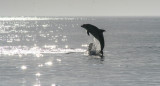 Delfines, animales. Foto: Unsplash.