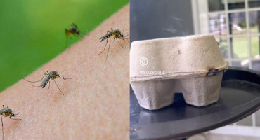 Repelente para mosquitos casero. Foto: archivo - captura video.