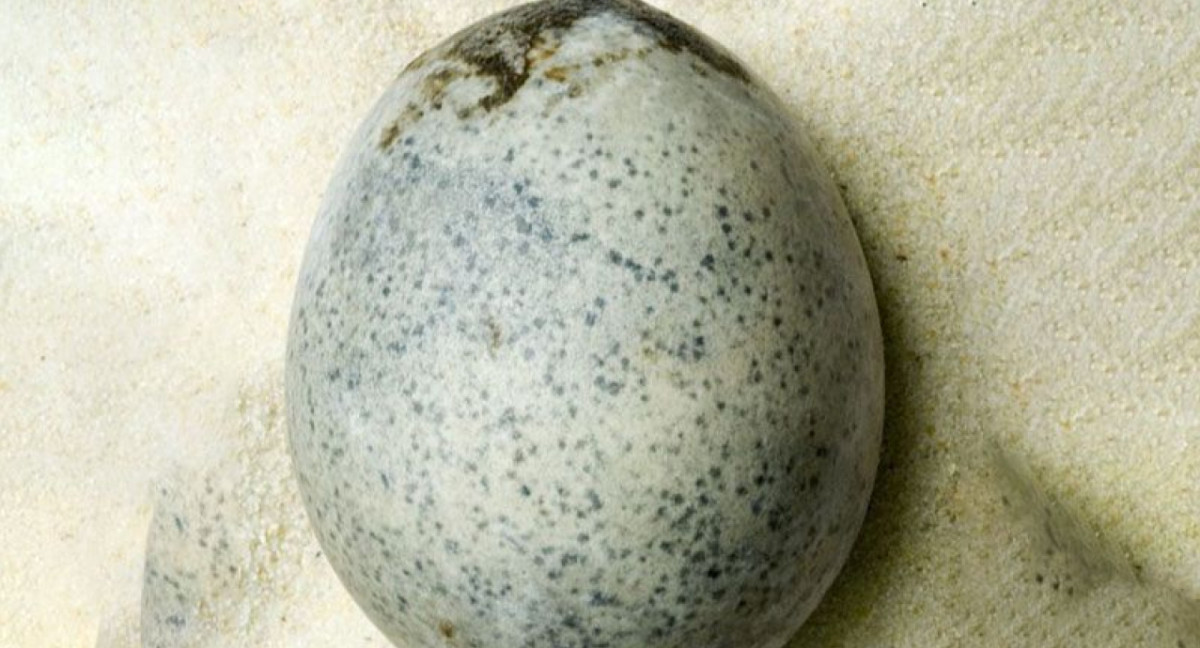 Archaeologists have found an egg from the time of the Roman Empire that still contains the yolk and white