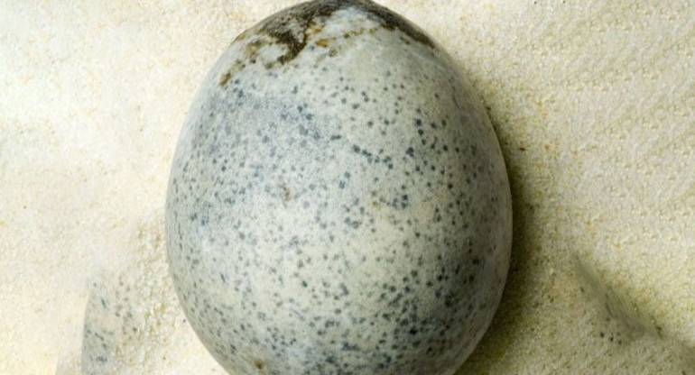 Huevo de la época del imperio romano. Foto: X.