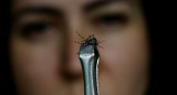 Aedes aegypti, mosquito transmisor del dengue. Foto: REUTERS.