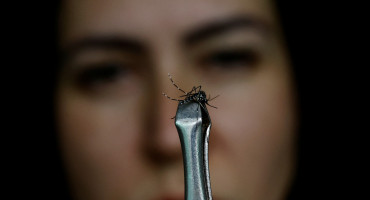 Aedes aegypti, mosquito transmisor del dengue. Foto: REUTERS.