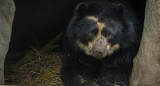 Tupak, el oso andino de Ecuador que espera un helicóptero. Foto EFE.