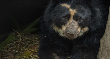 Tupak, el oso andino de Ecuador que espera un helicóptero. Foto EFE.