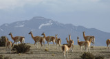 Especies migratorias argentinas. Foto: Télam