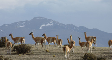 Especies migratorias argentinas. Foto: Télam