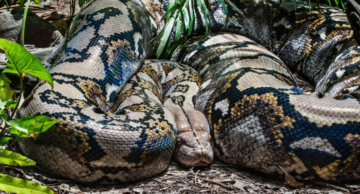 Anaconda. Foto Unsplash.