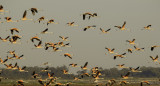 Flamencos, laguna Mar Chiquita, Córdoba. Foto X.