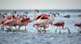 Flamencos, laguna Mar Chiquita, Córdoba. Foto X.