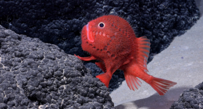 Nueva especie de pez.  Foto: Instituto Oceánico Schmidt.