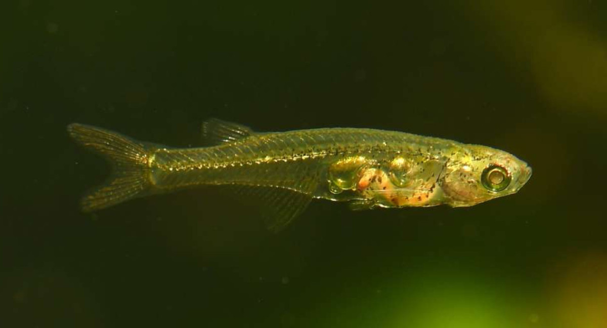 Danionella cerebrum, un pez capaz de emitir sonidos de unos 140 decibelios. Foto: Senckenberg/Dr. Ralf Britz.
