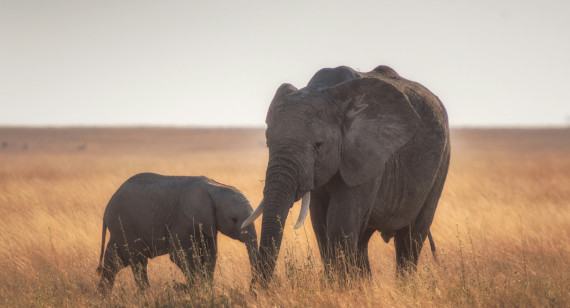 Elefantes, animales, peligro de extensión. Foto: Unsplash