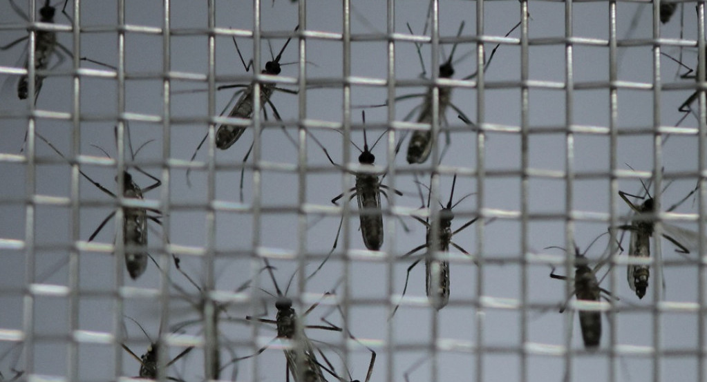 Dengue en Brasil. Foto: Reuters.