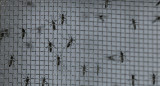 Dengue en Brasil. Foto: Reuters.