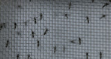 Dengue en Brasil. Foto: Reuters.