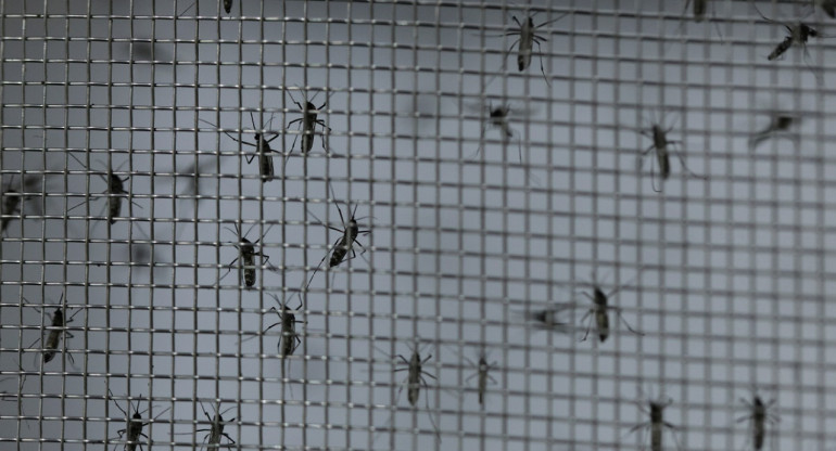 Dengue en Brasil. Foto: Reuters.