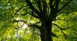 Árboles. Foto: Unsplash.